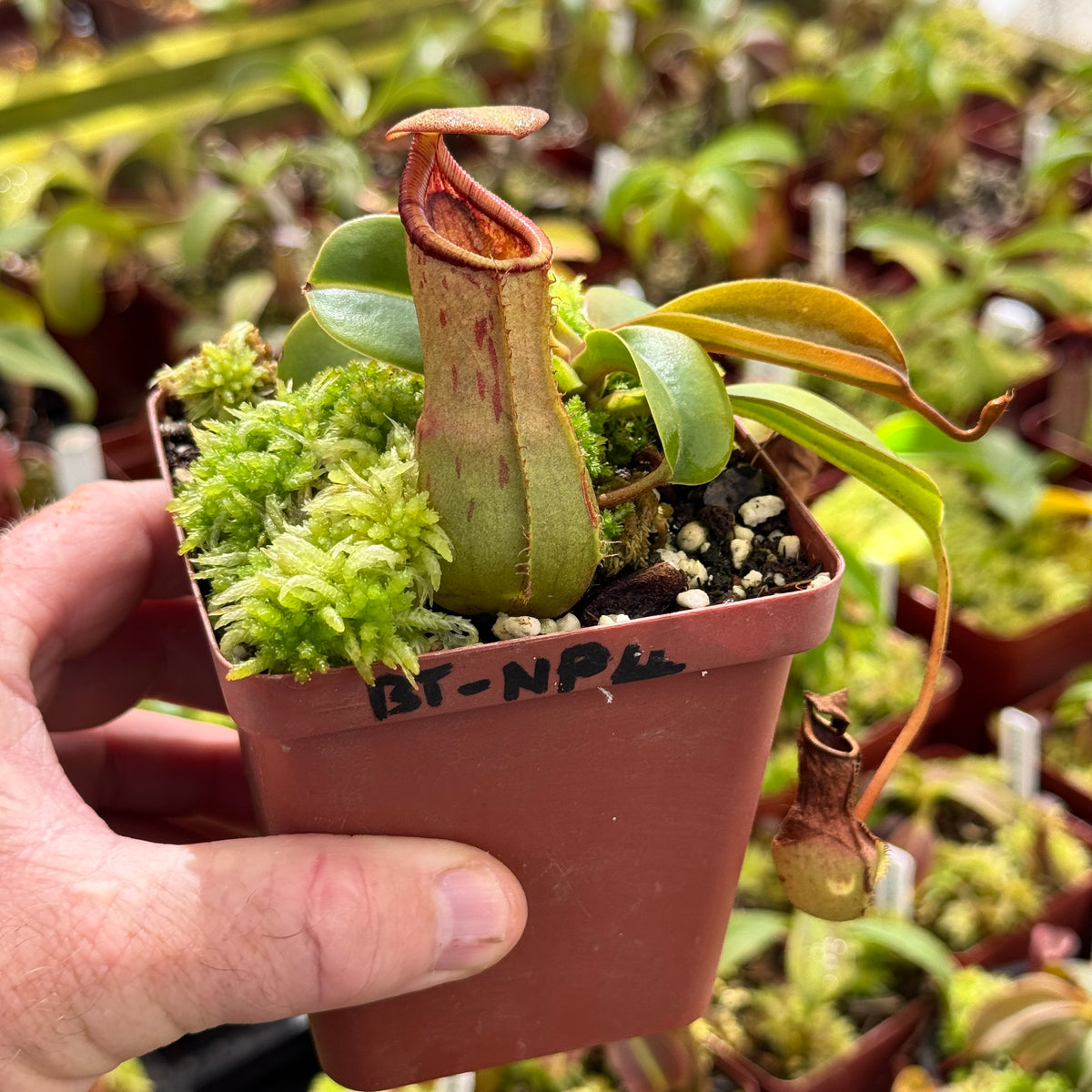 Tropical Pitcher, Nepenthes 'ventricosa x truncata' - 3-5cm leaf span in 9cm plastic container - Carnivorous Plant