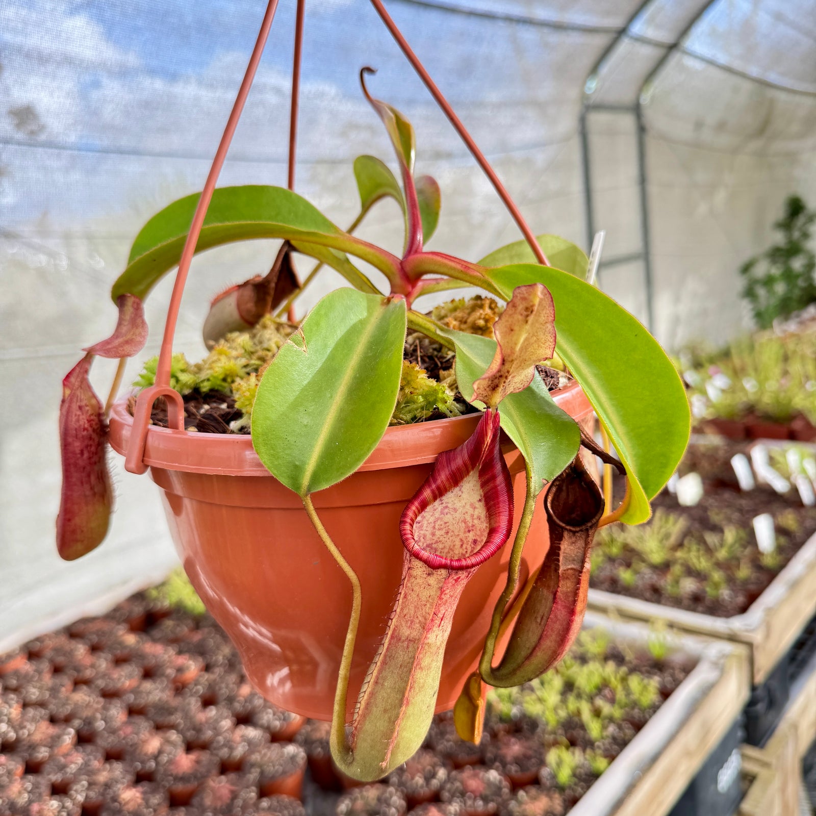 Tropical Pitcher, Nepenthes '(veitchii x lowii) x fusca,' BE-3937 - - Carnivorous Plant
