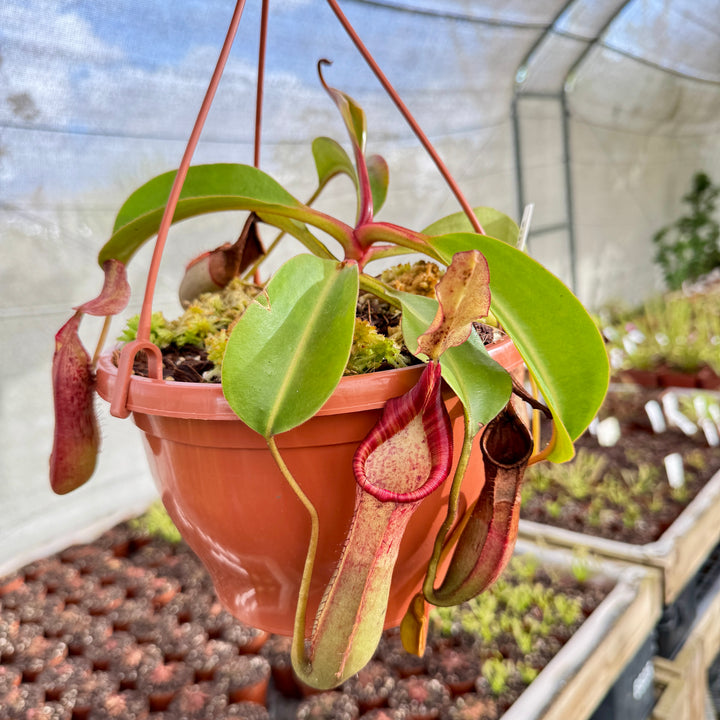 Tropical Pitcher, Nepenthes '(veitchii x lowii) x fusca,' BE-3937 by Nepenthes