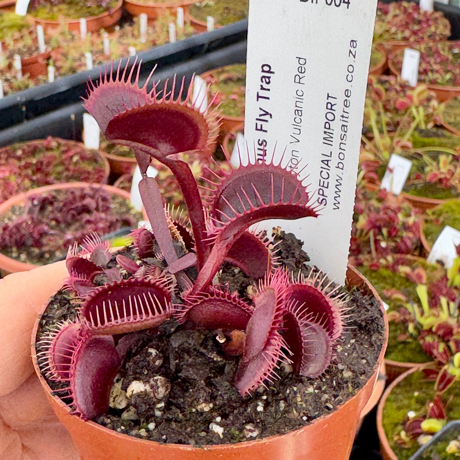 Venus Fly Trap, 'Clayton Vulcanic Red.' Special Import. - - Carnivorous Plant