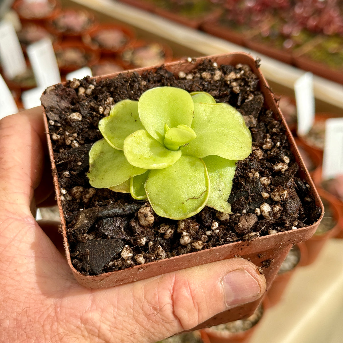 Butterwort, Pinguicula 'Tina' Bonsai Tree (Pty) Ltd.