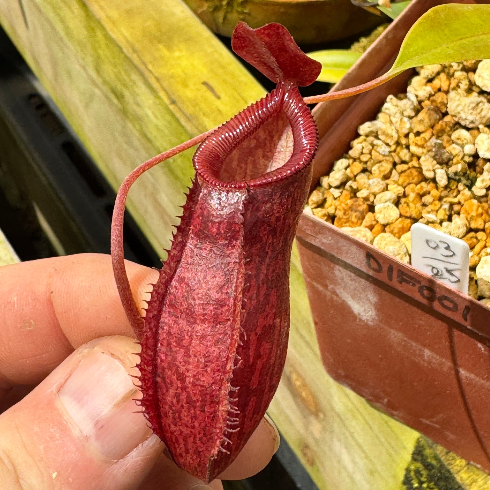 Nepenthes aristolochioides x diabolica, BE-3898. Rare by Nepenthes