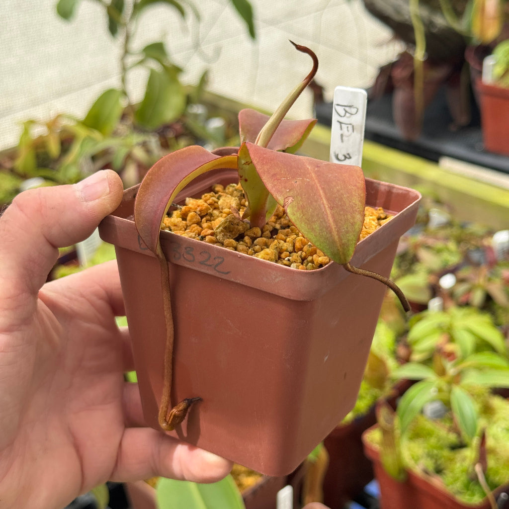 Tropical Pitcher, Nepenthes ' spectabilis,' BE-3322 by Nepenthes