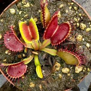 Venus Fly Trap, 'B52.' Special Import. -  2 year old plant. 7.5cm plastic container. - Carnivorous Plant