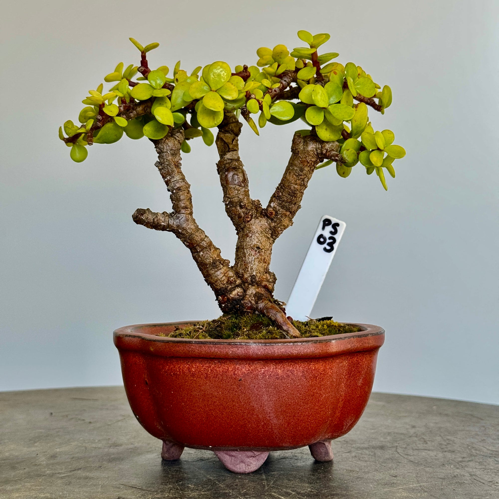 Portulacaria afra "Spekboom" - PS03, 150mm(L) x 110mm(D) x 180mm(H) - Trees