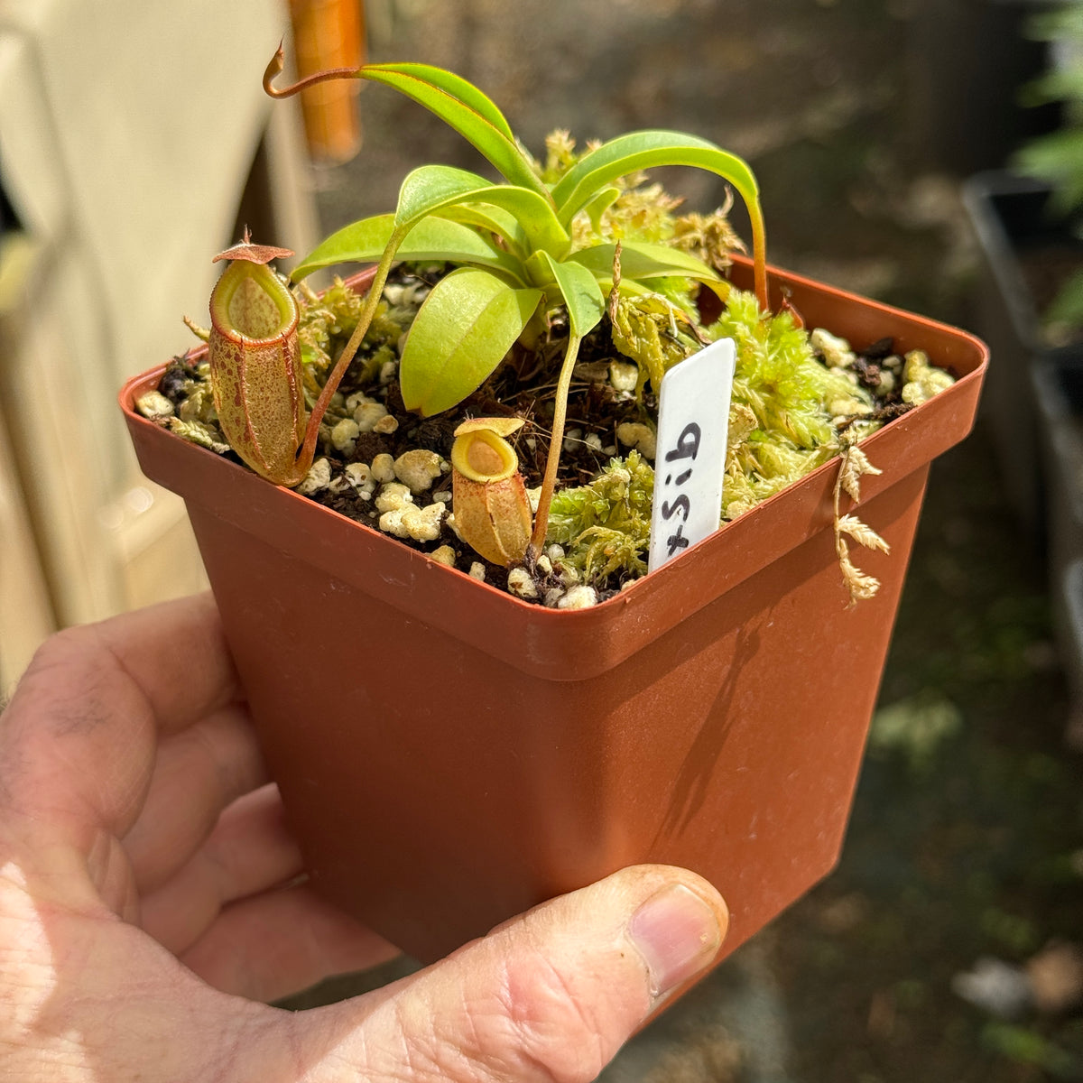 Tropical Pitcher, Nepenthes 'talangensis x sibuyanensis,' BE-3641 - Small plant in 9cm plastic pot - Carnivorous Plant