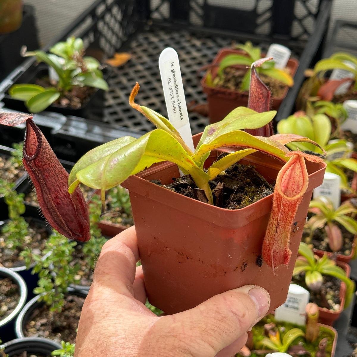 Tropical Pitcher, Nepenthes 'glandulifera x hamata', BE-3953 by Nepenthes
