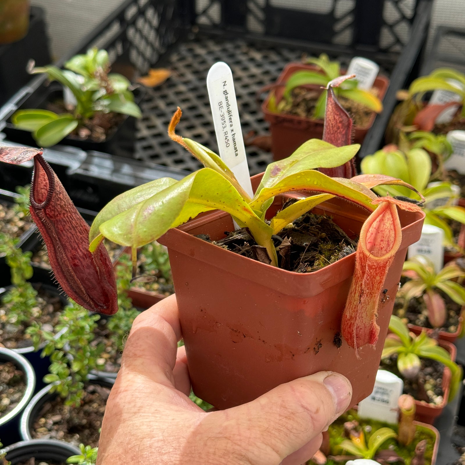Tropical Pitcher, Nepenthes 'glandulifera x hamata', BE-3953 by Nepenthes