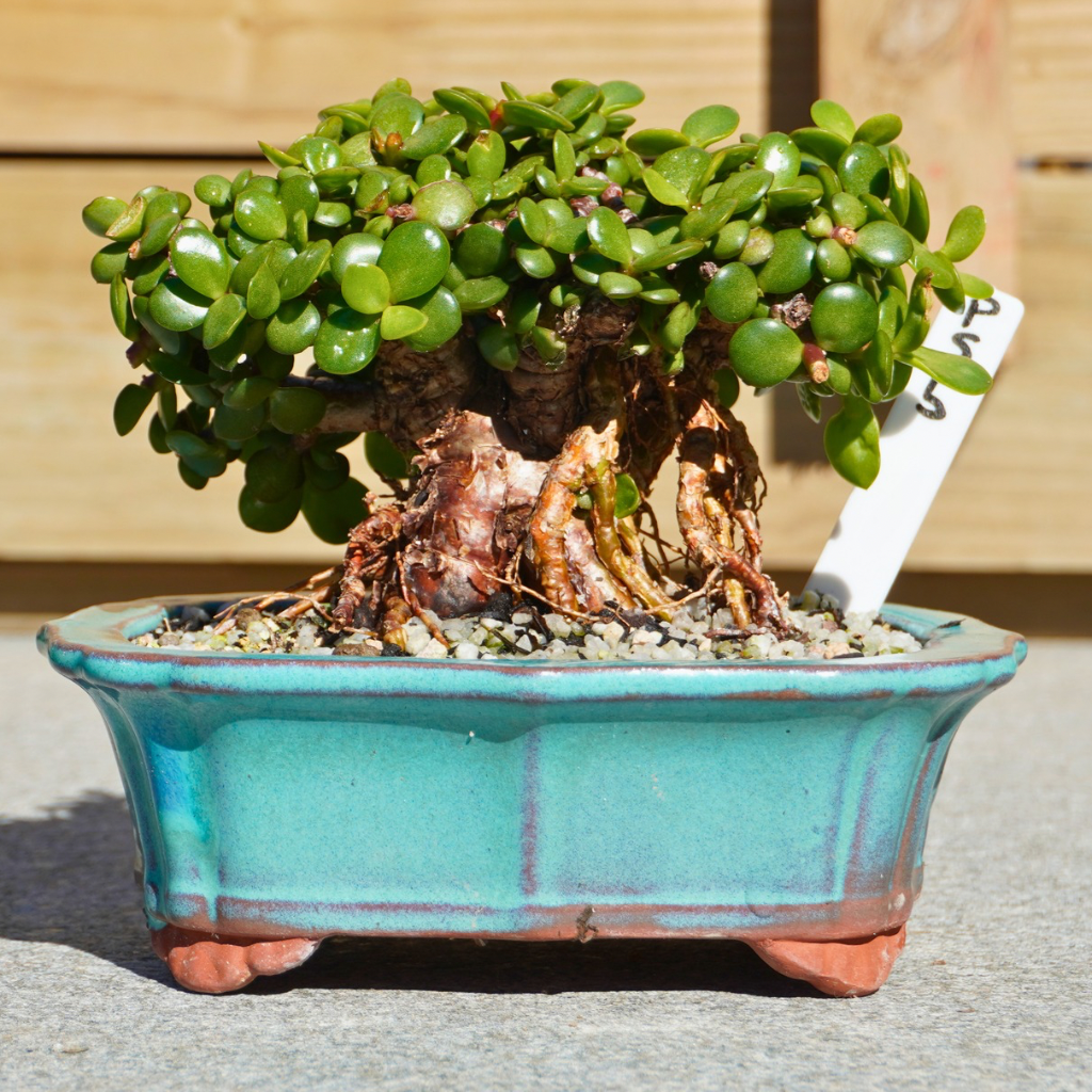Portulacaria afra "Spekboom" by Bonsai Tree (Pty) Ltd.