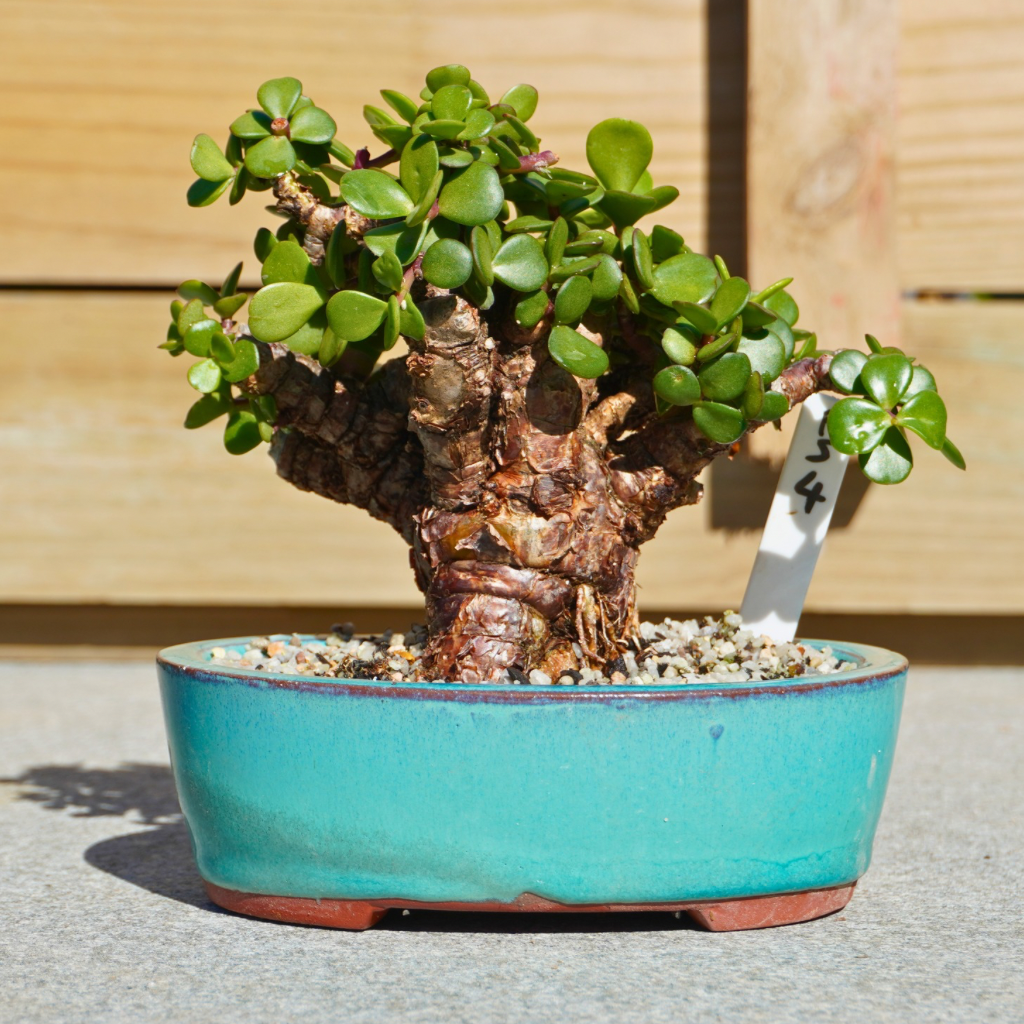 Portulacaria afra "Spekboom" by Bonsai Tree (Pty) Ltd.