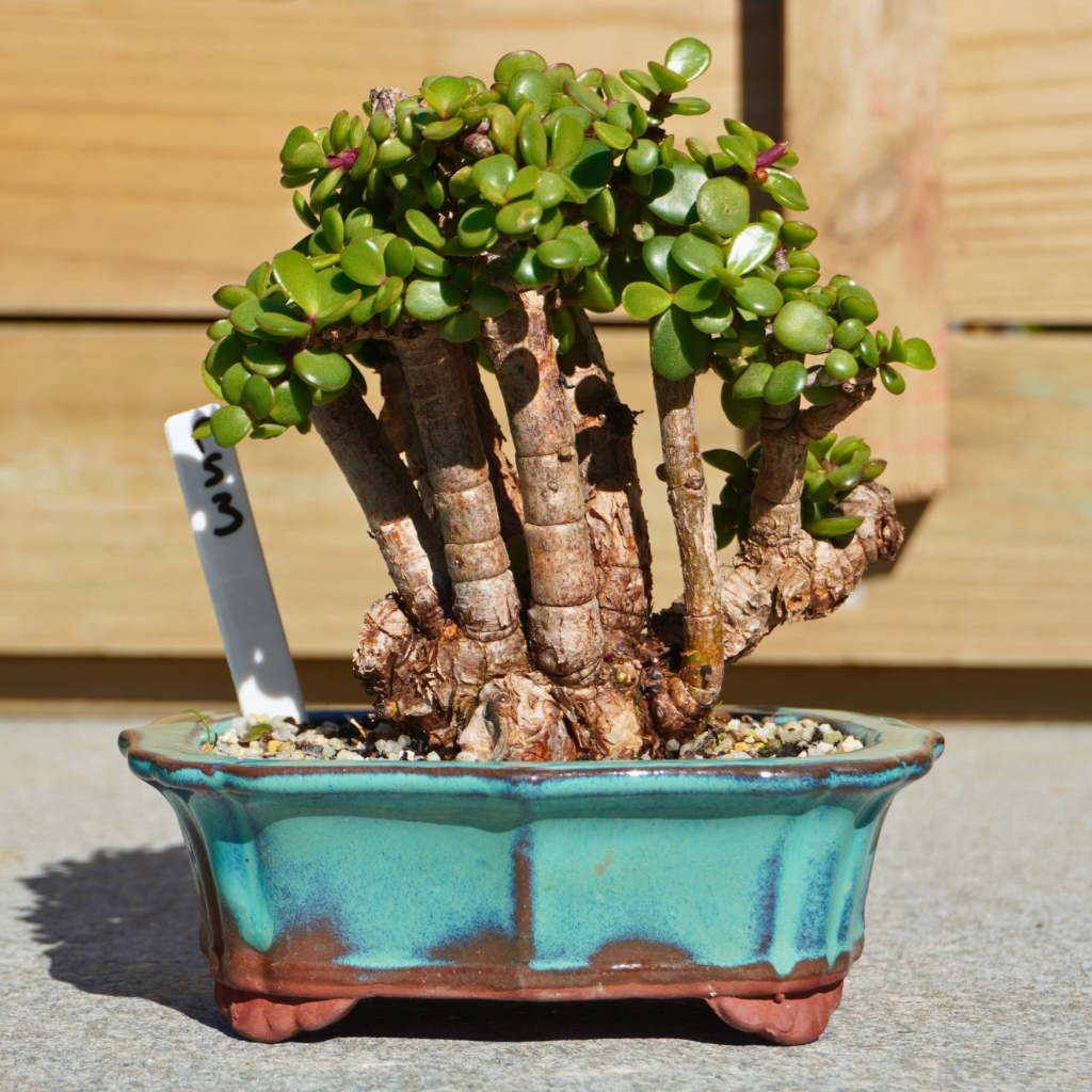 Portulacaria afra "Spekboom" by Bonsai Tree (Pty) Ltd.