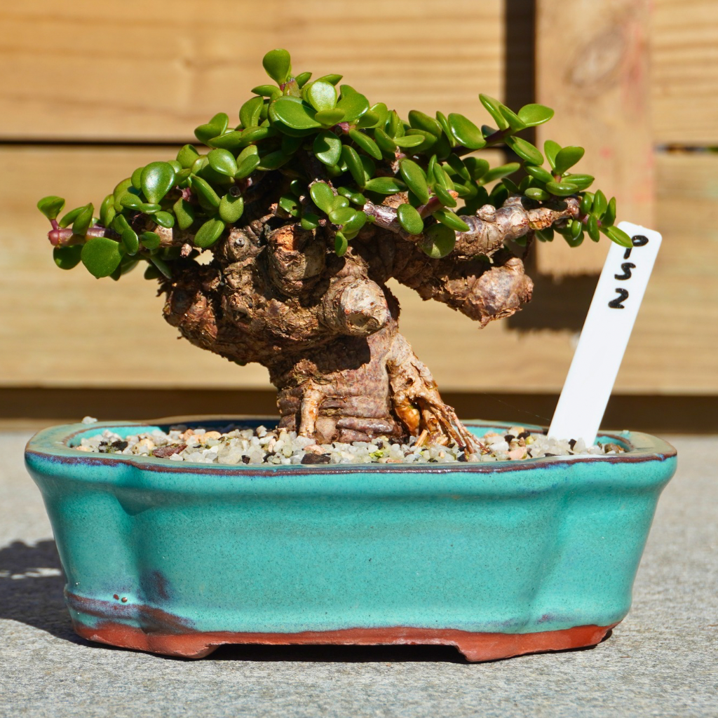 Portulacaria afra "Spekboom" by Bonsai Tree (Pty) Ltd.