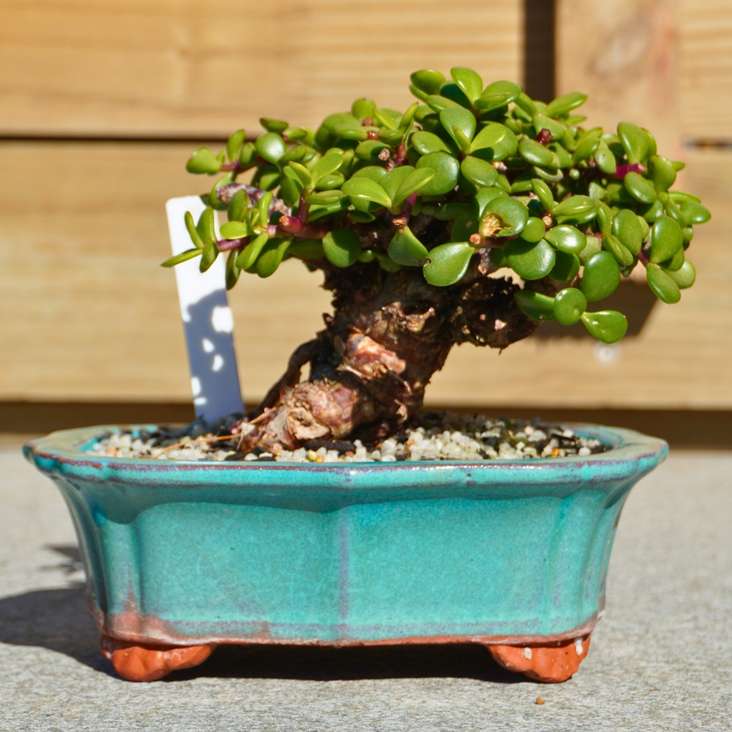 Portulacaria afra "Spekboom" by Bonsai Tree (Pty) Ltd.