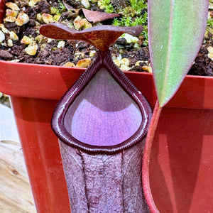 Tropical Pitcher, Nepenthes 'Rebecca Soper x ventricosa red' -   - Carnivorous Plant
