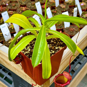 Tropical Pitcher, Nepenthes 'ventricosa x (ventricosa x trusmadiensis)' -   - Carnivorous Plant