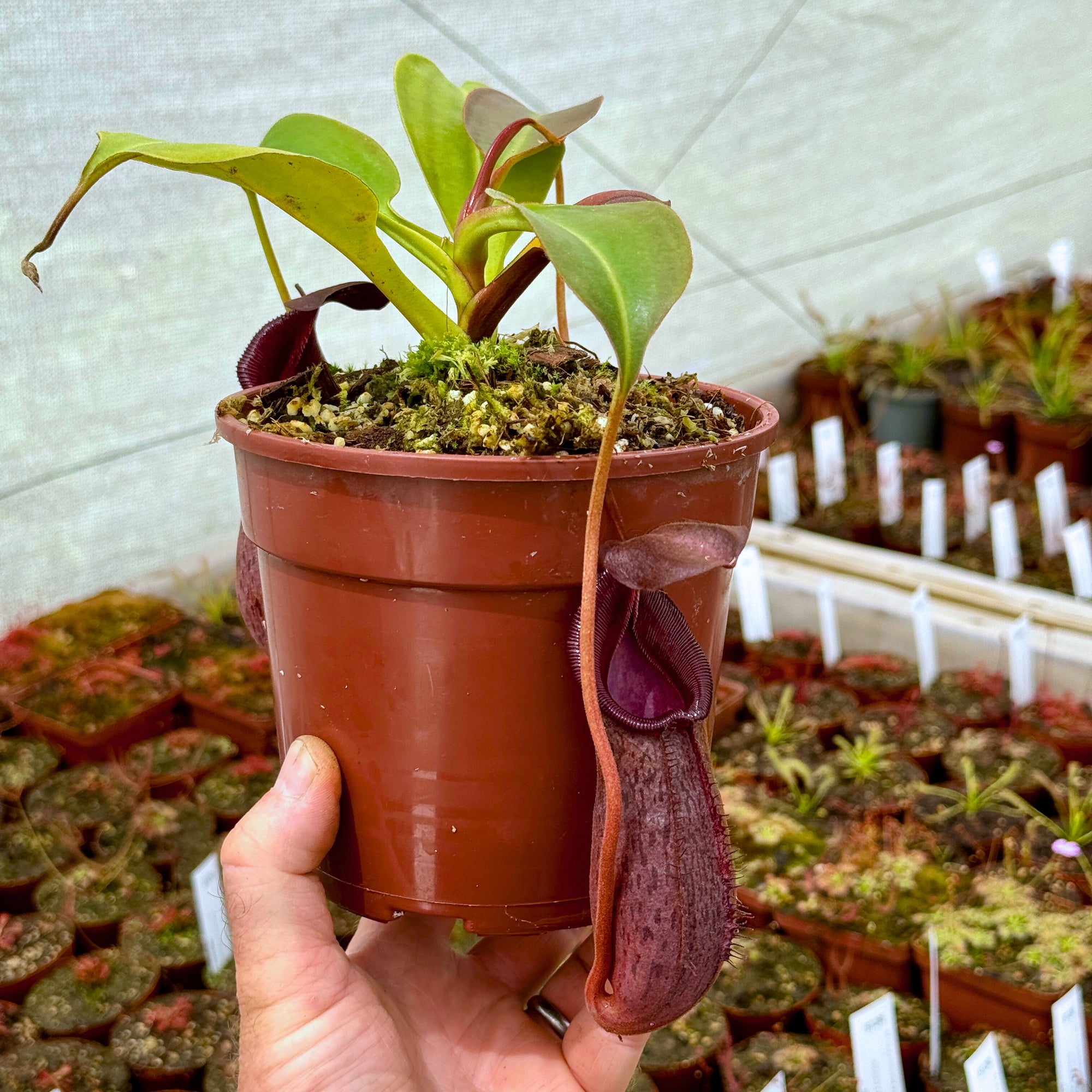 Tropical Pitcher, Nepenthes 'robcantleyi x (aristolochioides x spectabilis)' BE-3966 -   - Carnivorous Plant