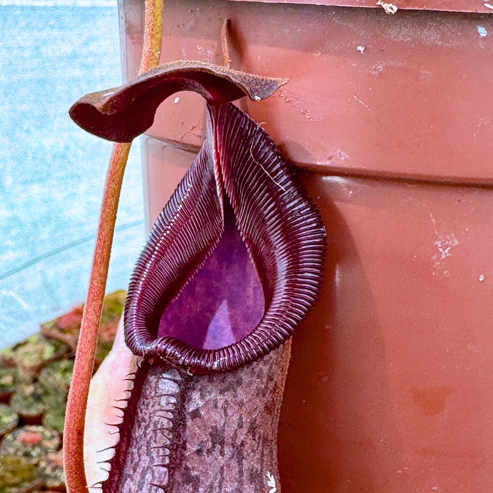 Tropical Pitcher, Nepenthes 'robcantleyi x (aristolochioides x spectabilis)' BE-3966 by Nepenthes