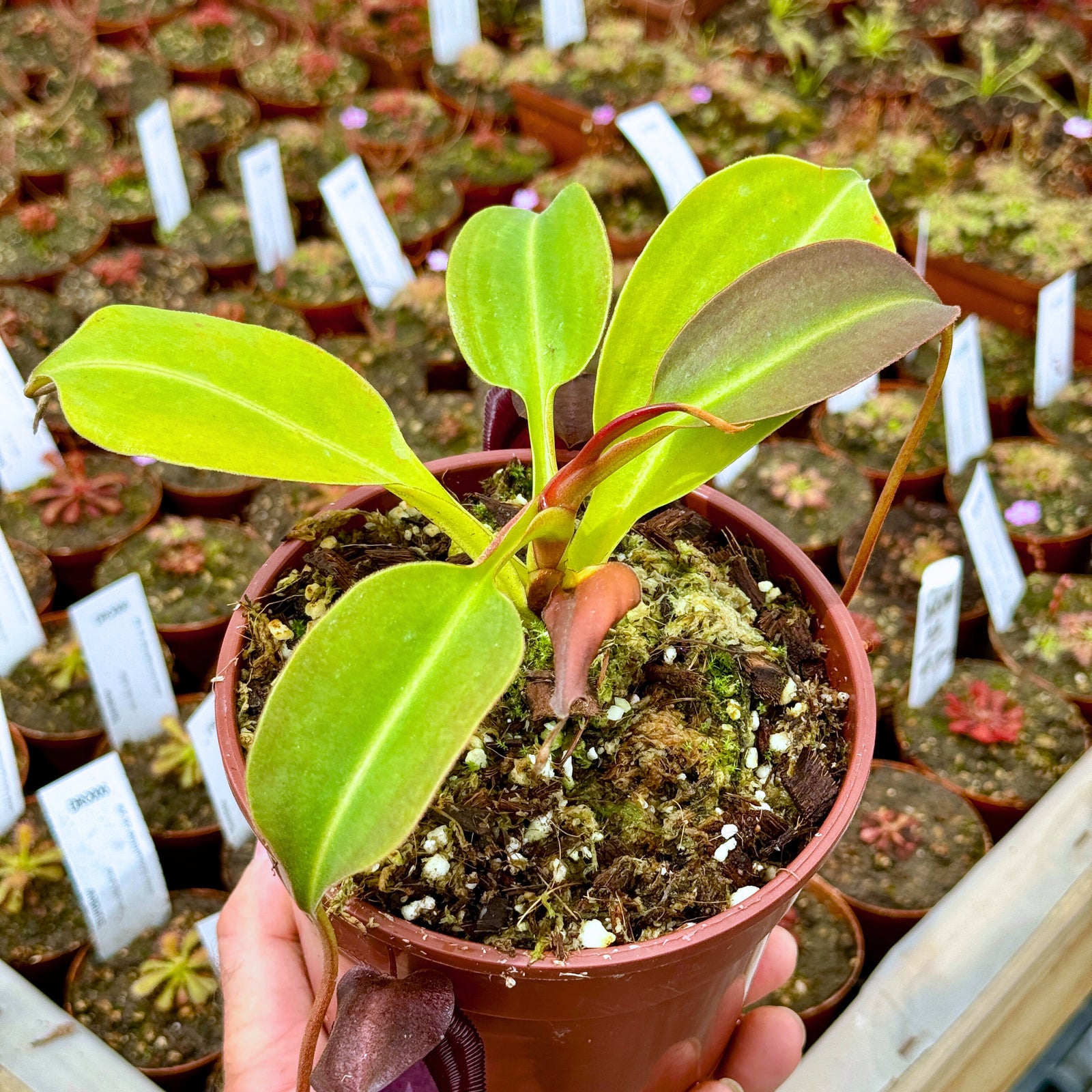 Tropical Pitcher, Nepenthes 'robcantleyi x (aristolochioides x spectabilis)' BE-3966 by Nepenthes