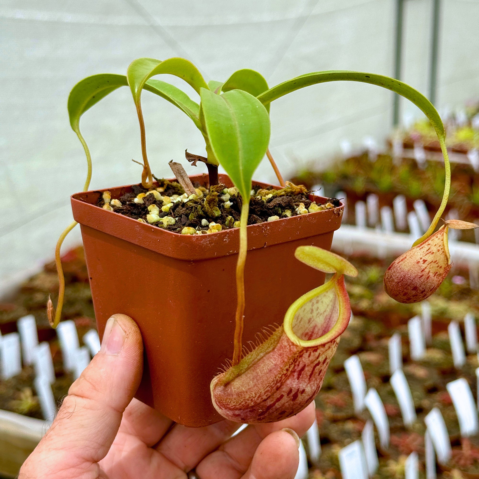 Tropical Pitcher, Nepenthes 'spathulata x glabrata,' BE-3790 -   - Carnivorous Plant