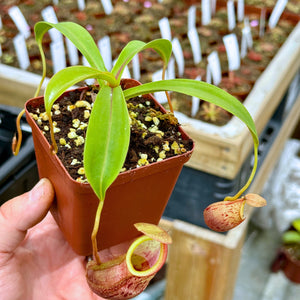 Tropical Pitcher, Nepenthes 'spathulata x glabrata,' BE-3790 -   - Carnivorous Plant