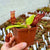 Tropical Pitcher, Nepenthes 'Gaya' -   - Carnivorous Plant