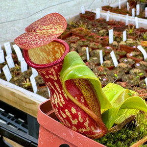 Tropical Pitcher, Nepenthes 'Gaya' -   - Carnivorous Plant