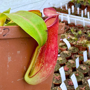 Tropical Pitcher, Nepenthes 'ampullaria x reinwardtiana', BE-3938 -   - Carnivorous Plant