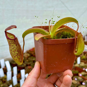 Tropical Pitcher, Nepenthes 'Miranda' -   - Carnivorous Plant