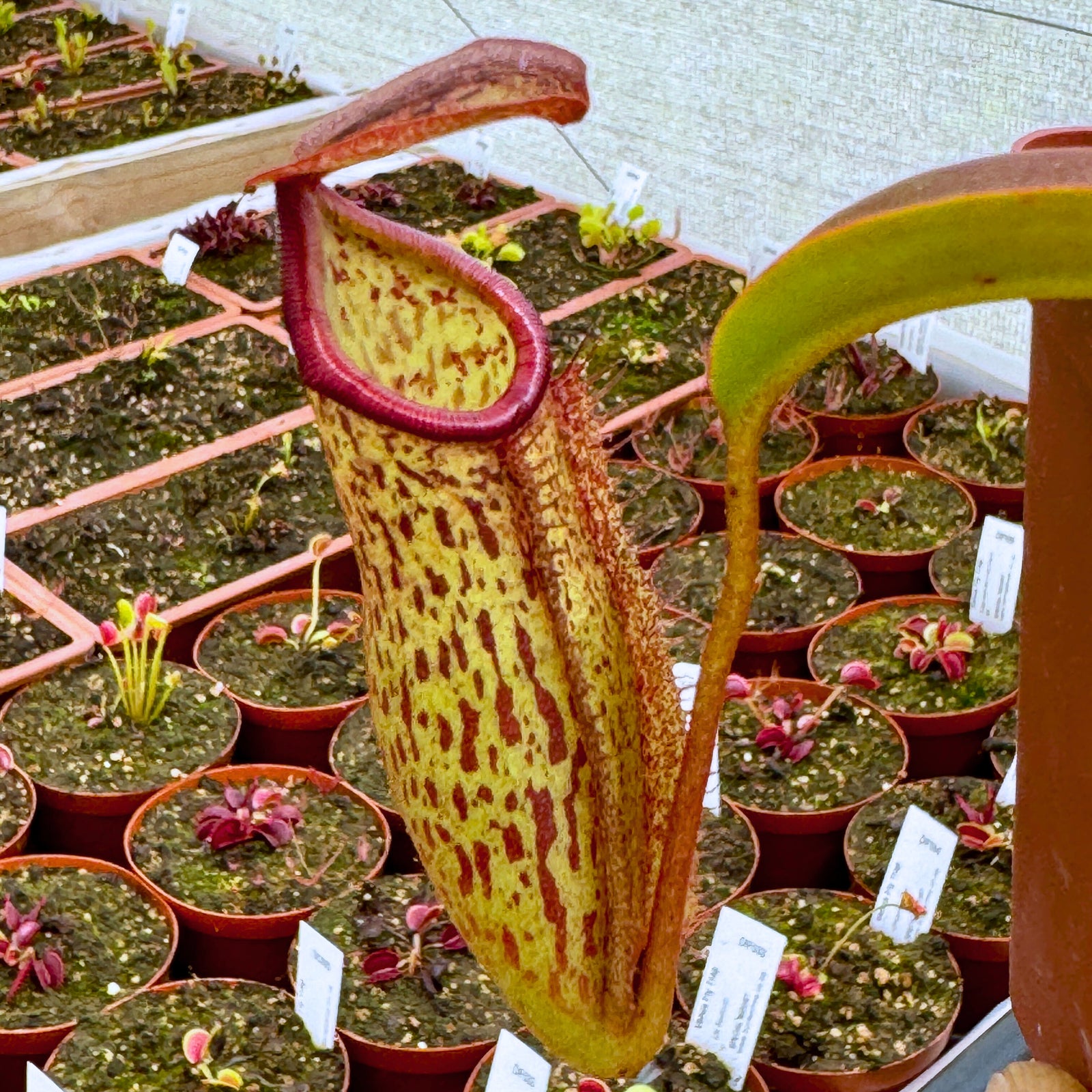 Tropical Pitcher, Nepenthes 'Miranda' by Nepenthes