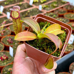 Tropical Pitcher, Nepenthes 'Miranda' -   - Carnivorous Plant