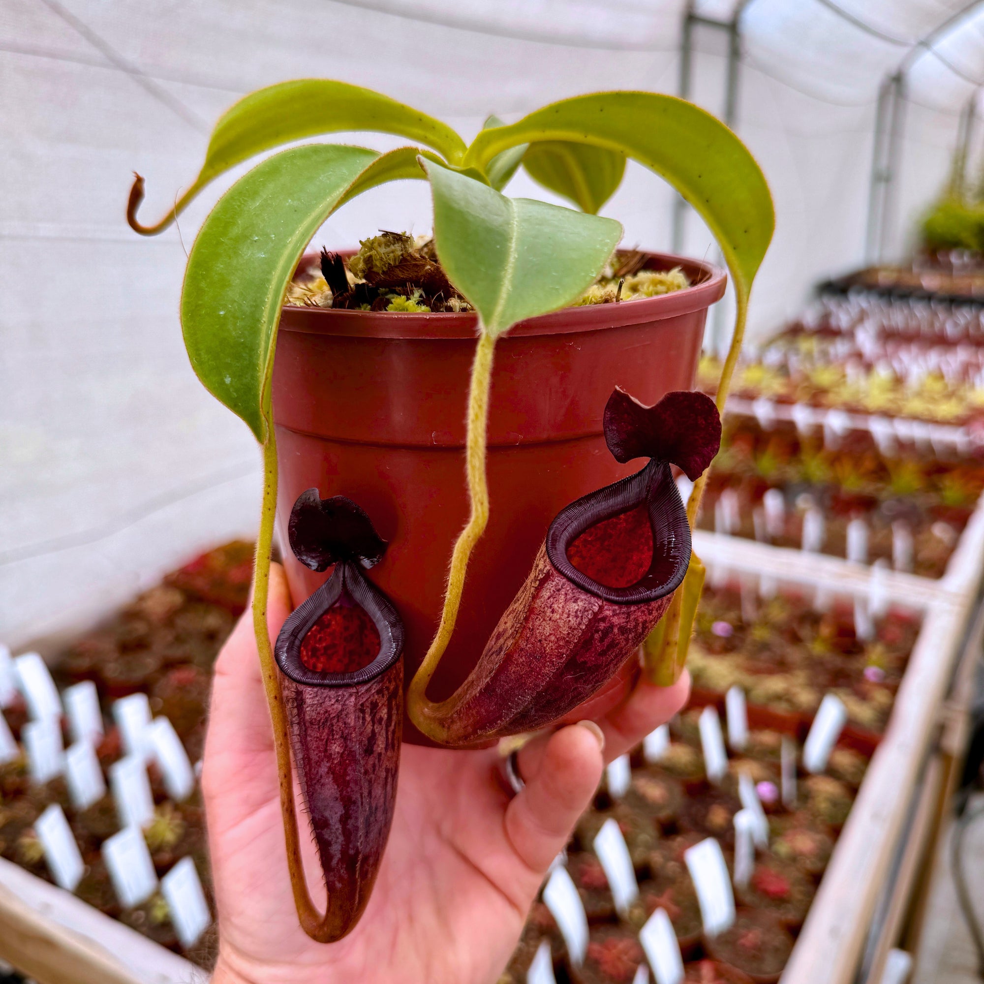 Tropical Pitcher, Nepenthes 'talangensis x glandulifera,' BE-3665 -   - Carnivorous Plant