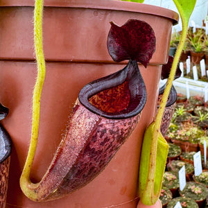 Tropical Pitcher, Nepenthes 'talangensis x glandulifera,' BE-3665 -   - Carnivorous Plant