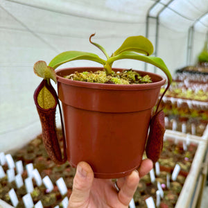 Tropical Pitcher, Nepenthes 'spathulata x mira x Bill Bailey' -   - Carnivorous Plant