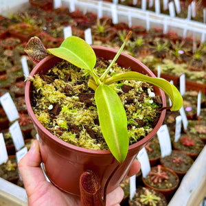 Tropical Pitcher, Nepenthes 'spathulata x mira x Bill Bailey' -   - Carnivorous Plant