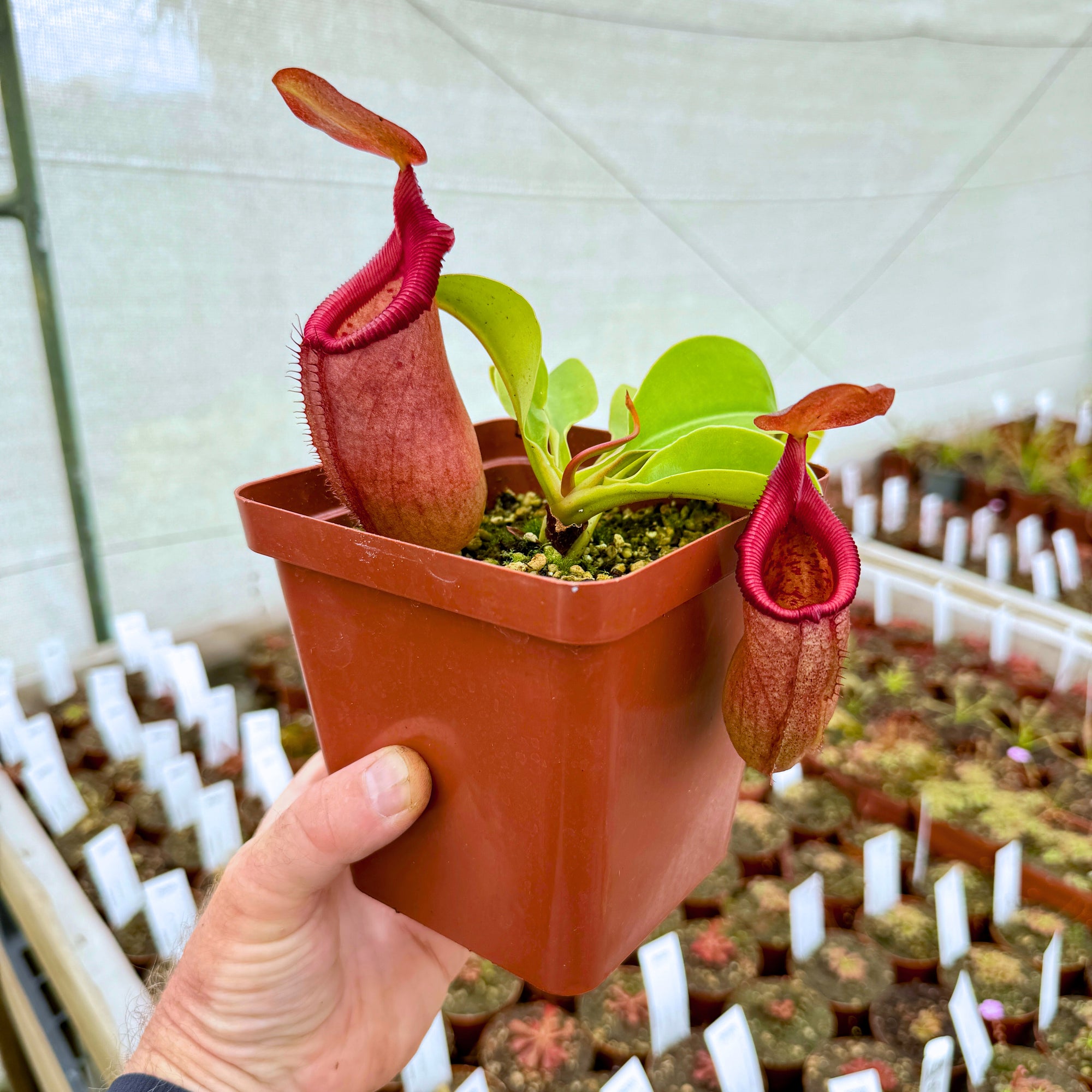 Tropical Pitcher, Nepenthes 'robcantleyi x (sibuyanensis x ventricosa),' BE-3748 -   - Carnivorous Plant