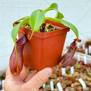 Tropical Pitcher, Nepenthes '(singalana x ventricosa) x robcantleyi,' BE-3965 -   - Carnivorous Plant