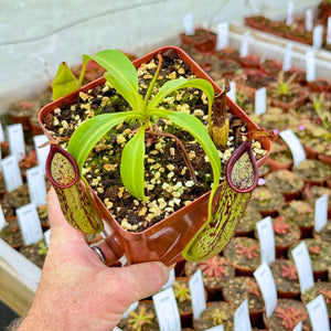 Tropical Pitcher, Nepenthes 'copelandii' -   - Carnivorous Plant