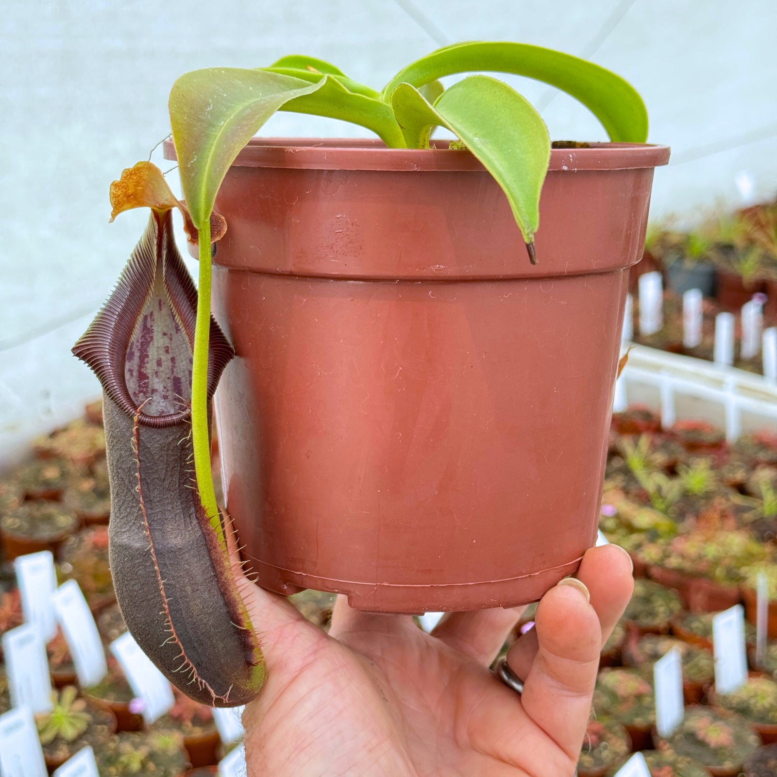 Tropical Pitcher, Nepenthes 'spathulata x singalana,' BE-4004 - - Carnivorous Plant