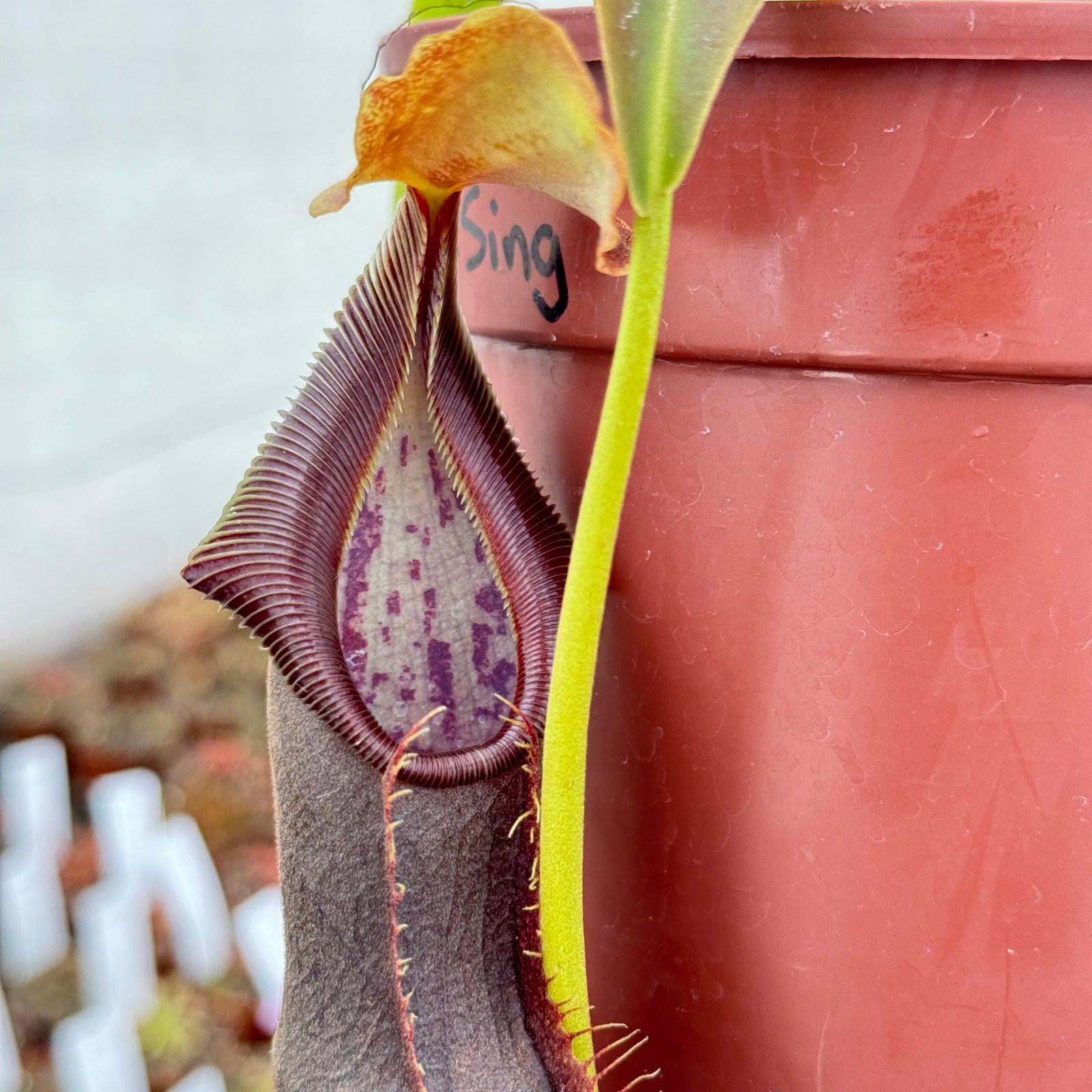 Tropical Pitcher, Nepenthes 'spathulata x singalana,' BE-4004 - - Carnivorous Plant