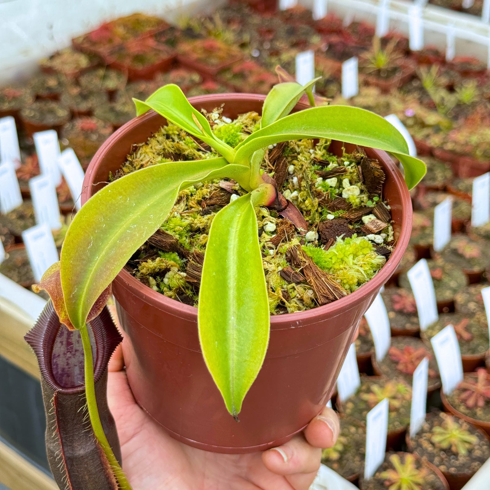 Tropical Pitcher, Nepenthes 'spathulata x singalana,' BE-4004 - - Carnivorous Plant