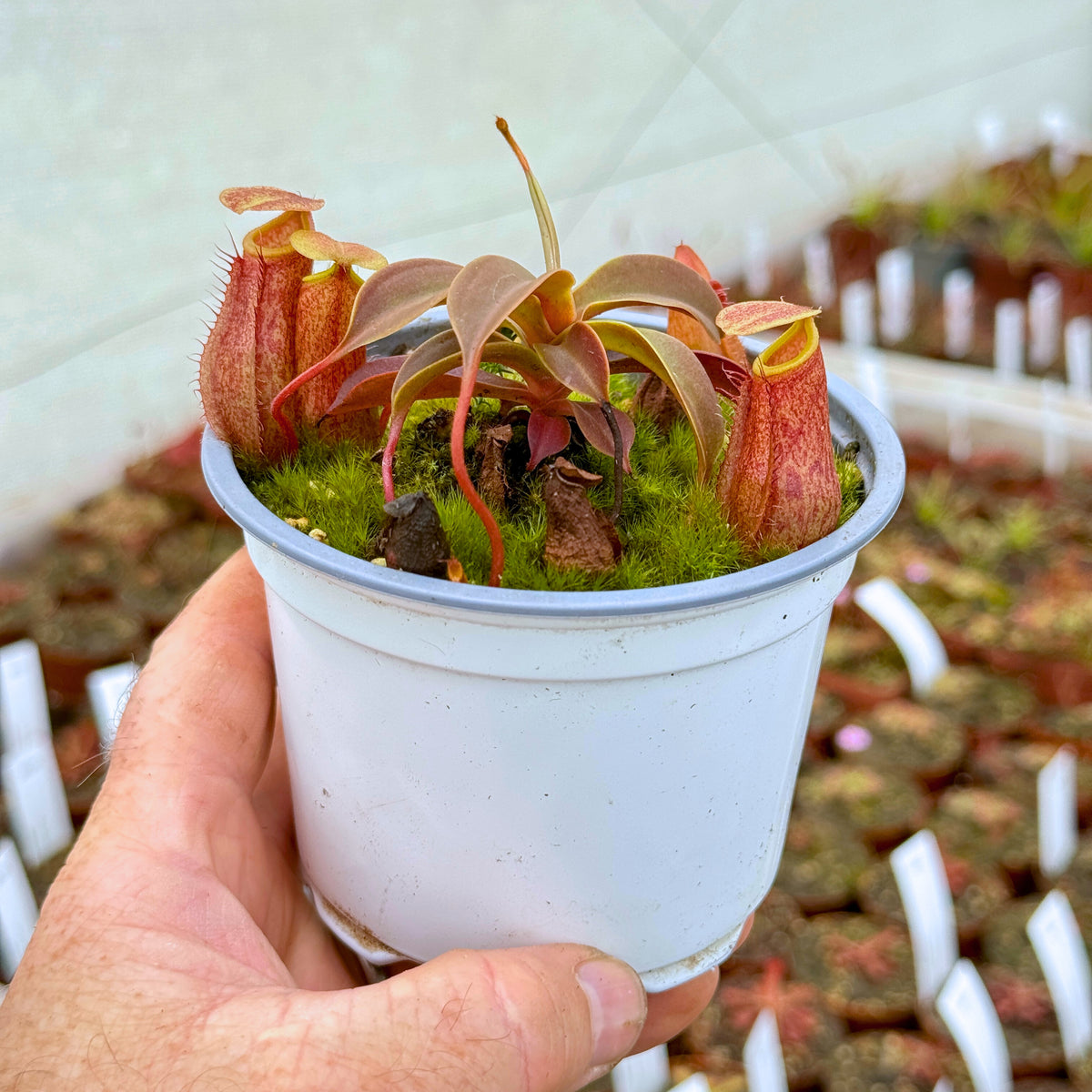 Tropical Pitcher, Nepenthes 'rokko x (ventricosa x sibuyanensis),’ hybrid #3 by Nepenthes