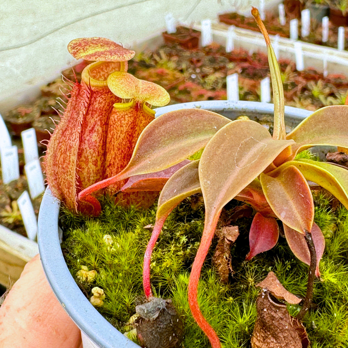 Tropical Pitcher, Nepenthes 'rokko x (ventricosa x sibuyanensis),’ hybrid #3 - - Carnivorous Plant