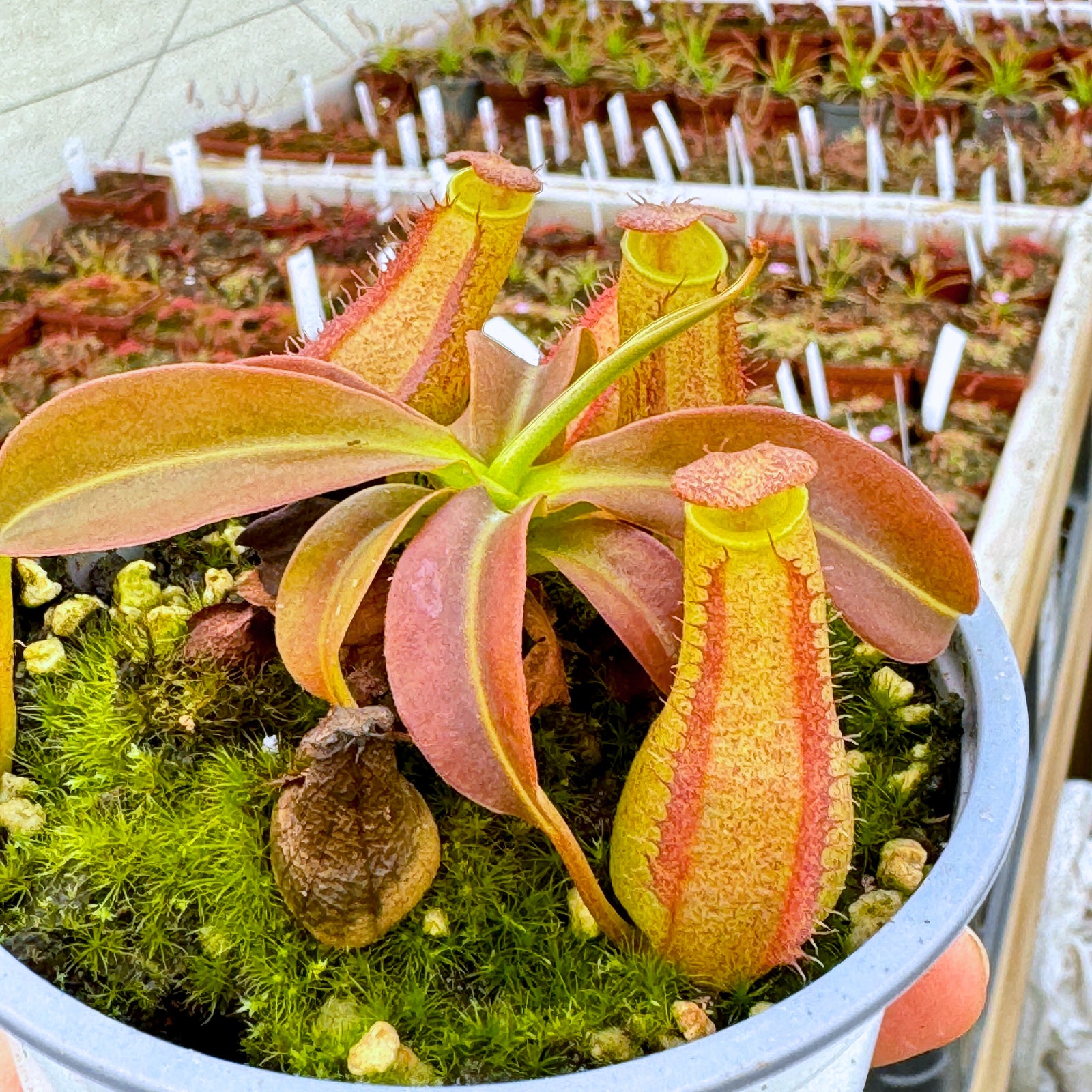 Tropical Pitcher, Nepenthes 'rokko x (ventricosa x sibuyanensis),’ hybrid #3 - - Carnivorous Plant
