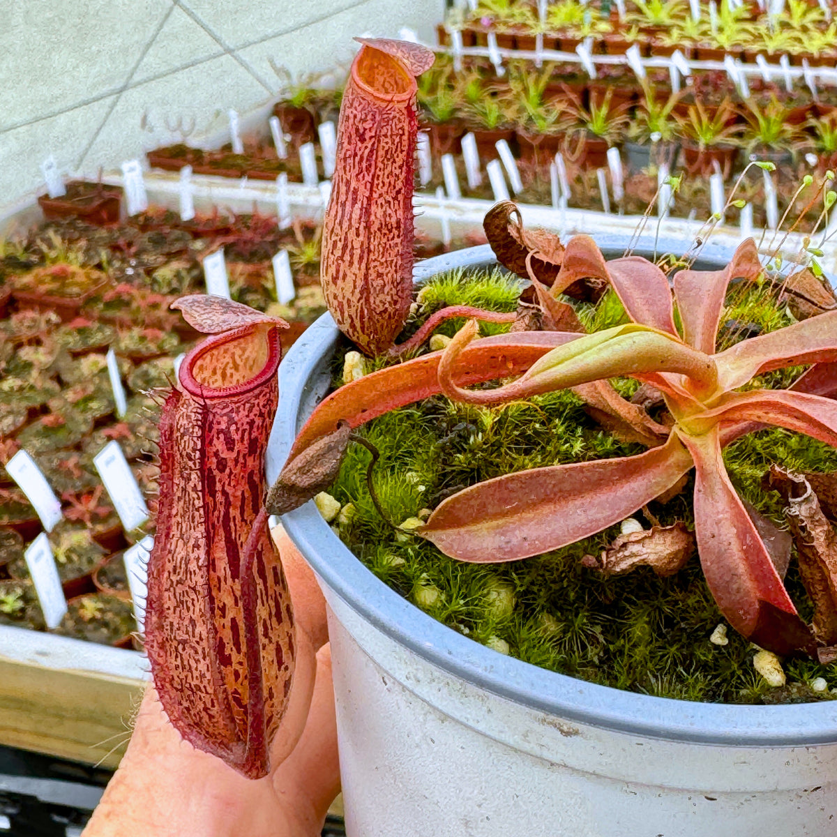 Tropical Pitcher, Nepenthes 'rokko x (ventricosa x sibuyanensis),’ hybrid #3 - - Carnivorous Plant