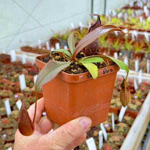 Tropical Pitcher, Nepenthes 'densiflora x rafflesiana', BE-3719 -   - Carnivorous Plant