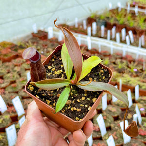 Tropical Pitcher, Nepenthes 'densiflora x rafflesiana', BE-3719 -   - Carnivorous Plant