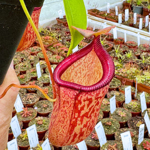 Tropical Pitcher, Nepenthes 'talagensis x ventricosa' -   - Carnivorous Plant