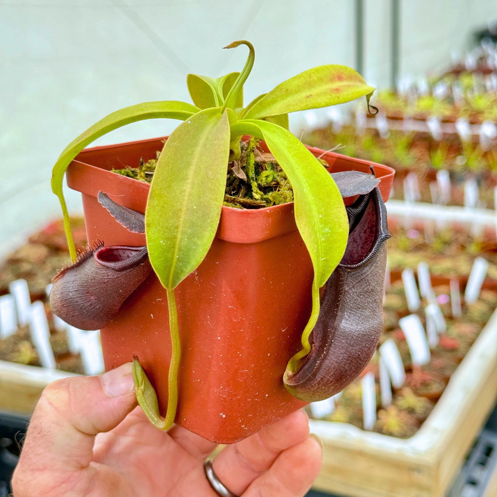 Tropical Pitcher, Nepenthes 'Bongso,' seed grown. - Small plant in 9cm plastic pot - Carnivorous Plant