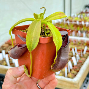 Tropical Pitcher, Nepenthes 'Bongso' -  Small plant in 9cm plastic pot - Carnivorous Plant