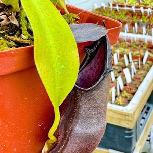 Tropical Pitcher, Nepenthes 'Bongso' -   - Carnivorous Plant